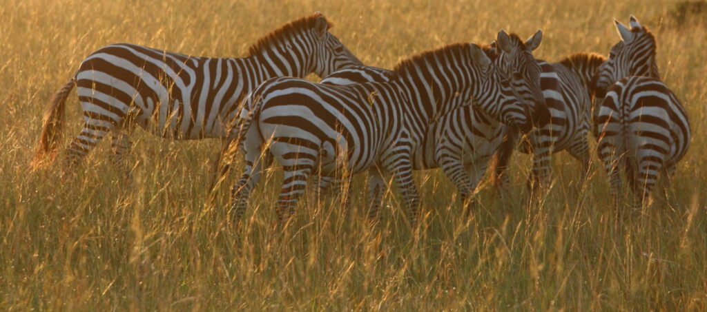zebra-in-grass-scaled